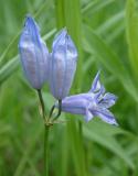 Probably wild hyacinth