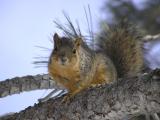 Fox Squirrel, near Engineering Bldg., Idaho State University, Pocatello, Idaho