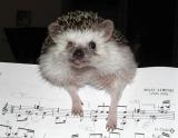 Hoggie y la musica de Albeniz