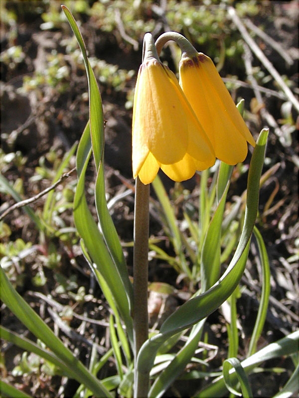 Yellow Bells, Pocatello, Idaho