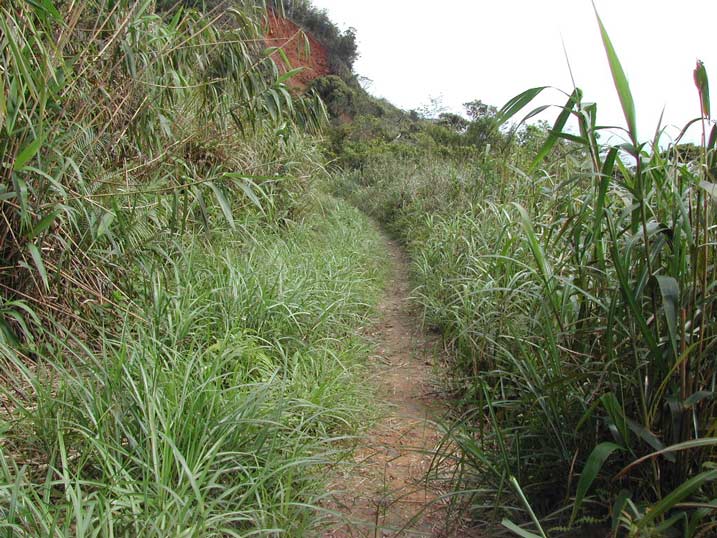 Grass-transect Tr1.jpg