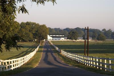 Horse Farm II
