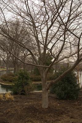 u40/vvaughan/medium/39384294.WinterTree1.jpg