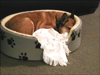 Taco loves her bed and binkie