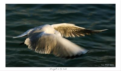 Seagull in the dusk