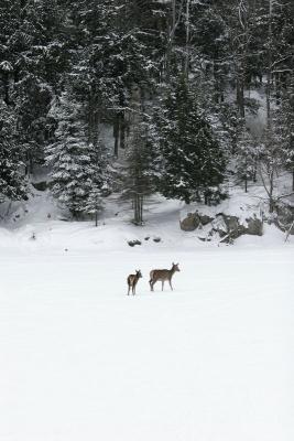 31-JAN-2005 deer