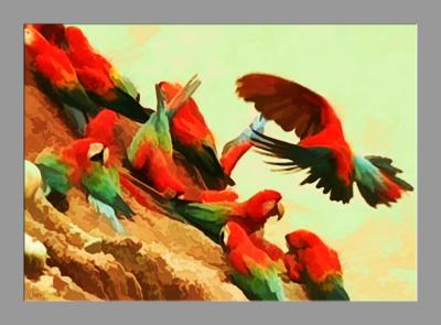 Macaws Stripping Clay.jpg