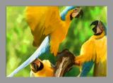 Macaws Squabling.jpg