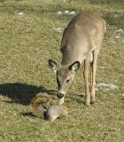 deer and squirrel.jpg4email