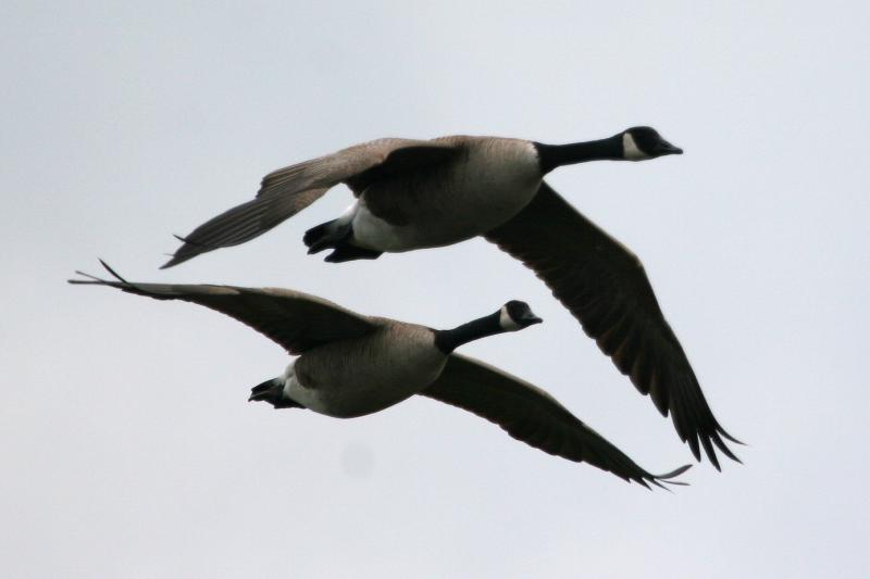 Canada Geese flying