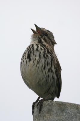 Song Sparrow, singing