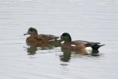 American Wigeon pair