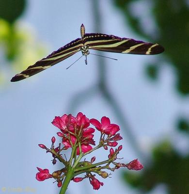 zebra heliconian