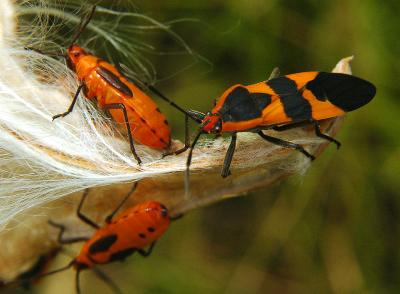 Milkweed Bugs (Oncopeltus fasciatus)