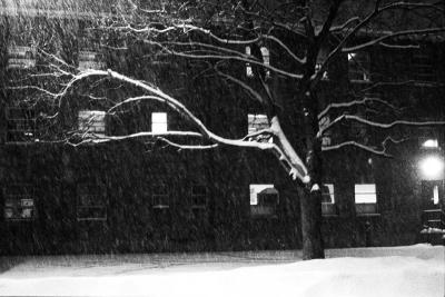 Snow + Tree