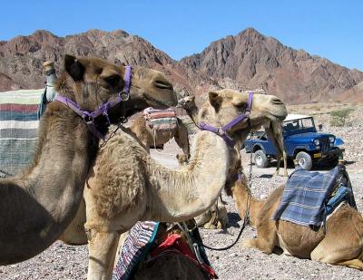 Camels & Jeep