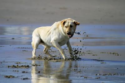 Malibu dog running for ball