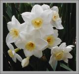 Jonquils Grande Monarch