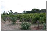 Vines along driveway