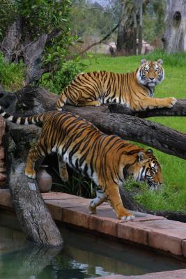 Tiger 3