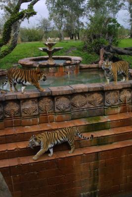 Tiger 4