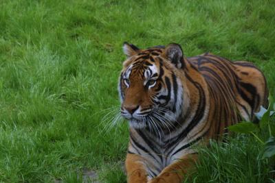 Tiger 6