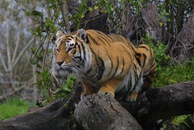 Tiger 7