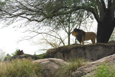 One Lion