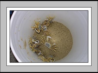 crabs.jpg
