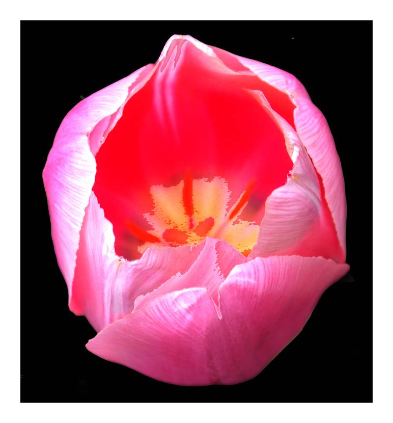 tulip.jpg