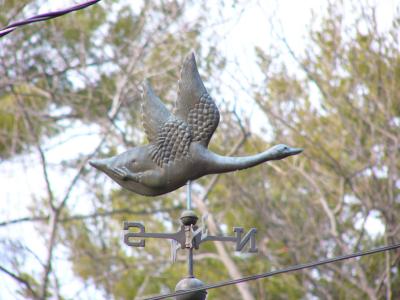 u41/10kzoomfz/medium/26134984.flyinggoose.jpg