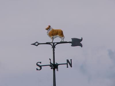 collie dog