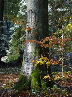 Erster Schnee im Oktober 2003