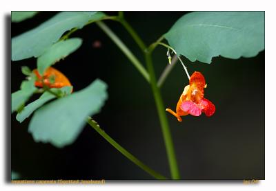 Impatiens capensis (Spotted Jewelweed)