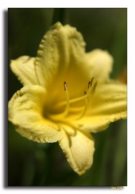 Hemerocallis 'Stella de Oro'