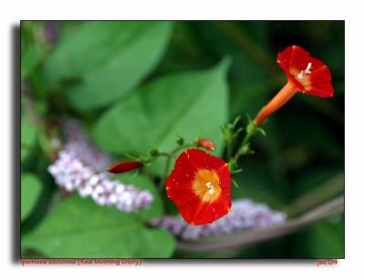 Ipomoea coccinea (Red Morning Glory)