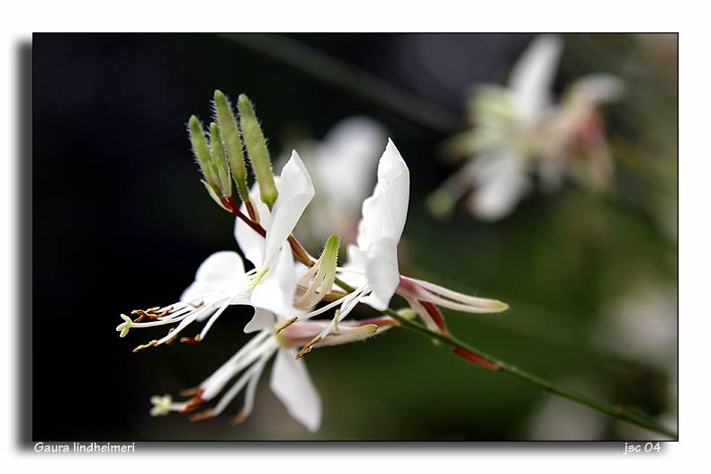 Gaura lindheimeri