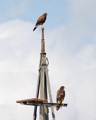 A pair of Harris hawks atop a windmill.jpg