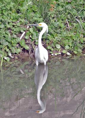 Egret and reflection.jpg