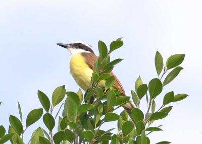 Kiskadee atop a 35 foot Ficus.jpg