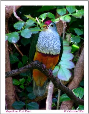 Magnificent Fruit Dove