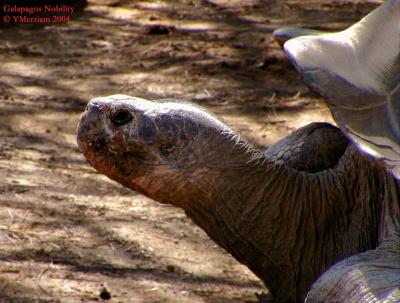 Galapagos Nobility