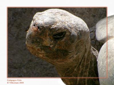 Galapagos Grin