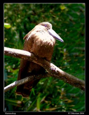 Hamerkop