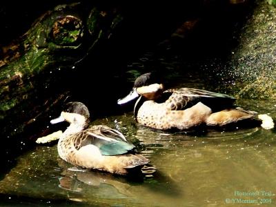 Hottentot Teal