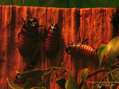 Madagascar Hissing Roaches