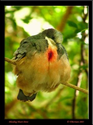 Bleeding Heart Dove