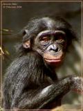 Bonobo Babe