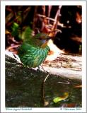 White-tipped Sicklebill