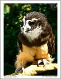 Spectacled Owl